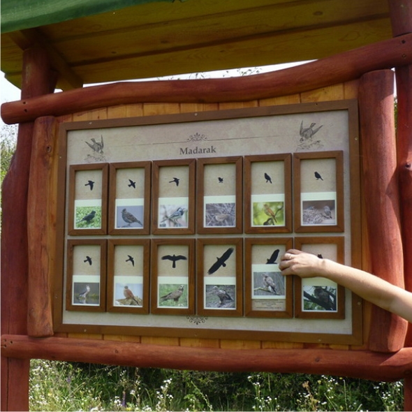 Prova indovinare quale uccello vedi