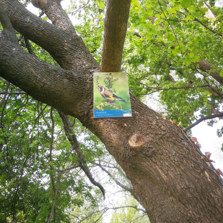 Mini-boards on the trees - Mini-pannelli sugli alberi