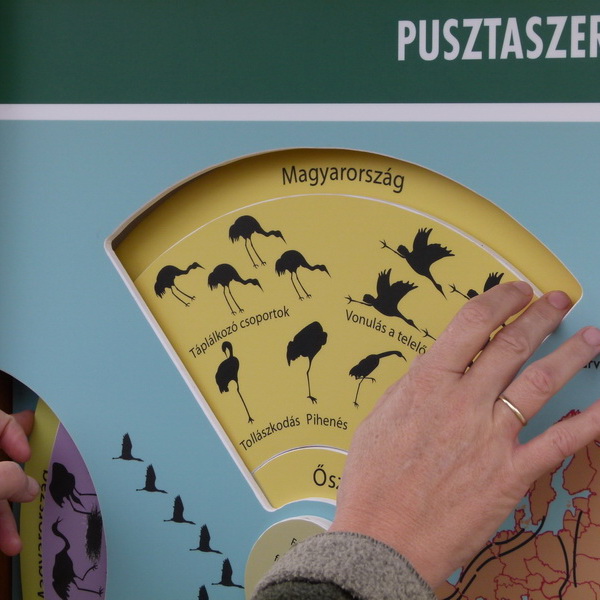 A forgatható korongokon évszakok és tevékenységek szerint ismerhetjük meg a darvak életét