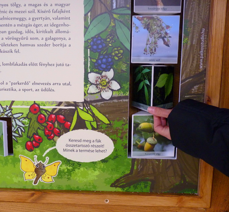 A tanösvénytáblán fák hajtását, virágját, levelét és termését forgathatjuk össze.