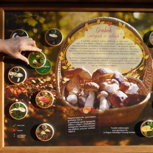 Milyen gombákkal találkozhatsz? Vigyázz, nem mind ehető.