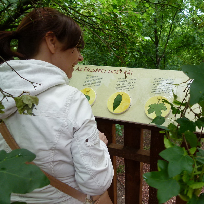 Interaktív tanösvénytábla a lombkorona sétányon