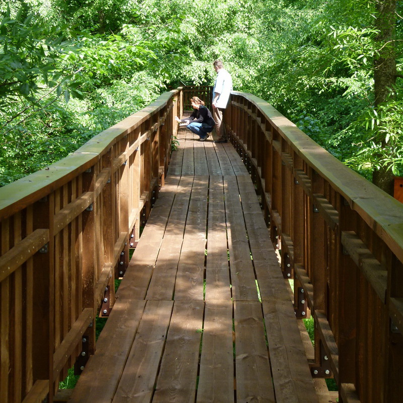 A lombkorona tanösvény alsó szintje