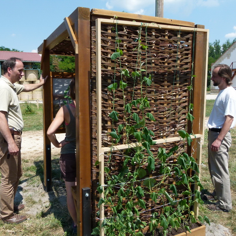 A fedett élménypontok egyik oldalára hajnalka virágokat futtattunk fel.