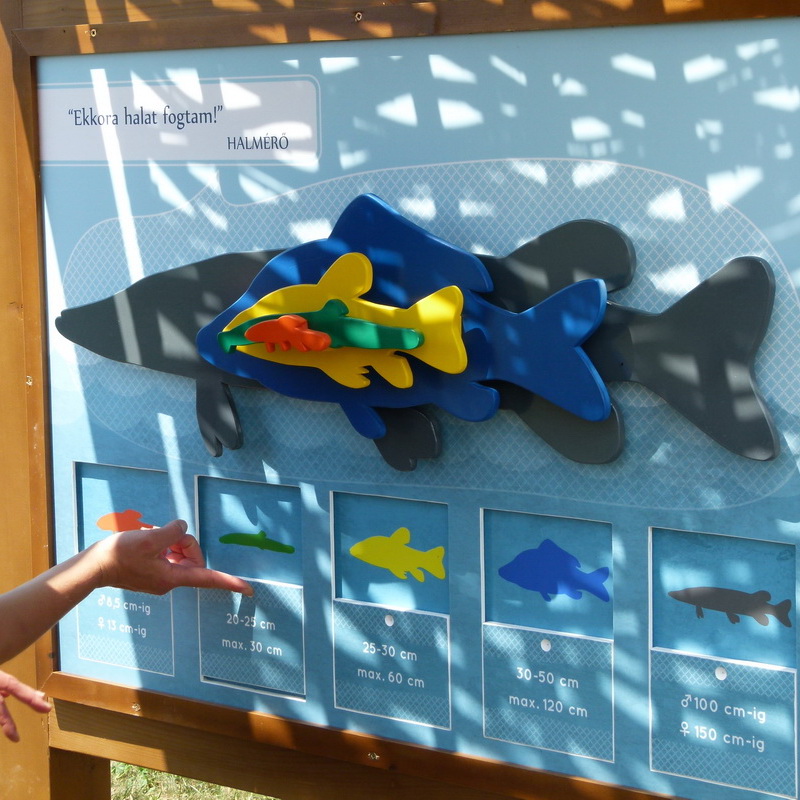 A halmérővel megismerhetjük a Fertő gyarkori halainak méretét.