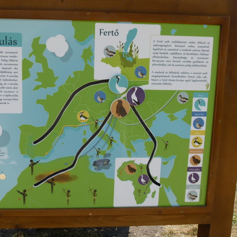 Merre vonulnak a madarak?