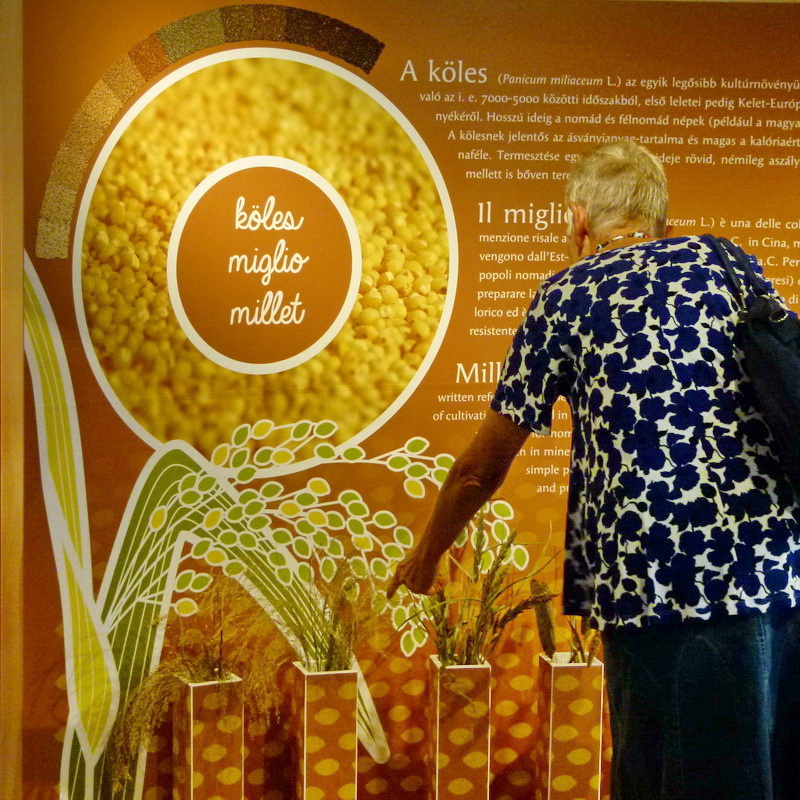 A köles növény 6 fajtáját a látogatók élőben is megnézhették