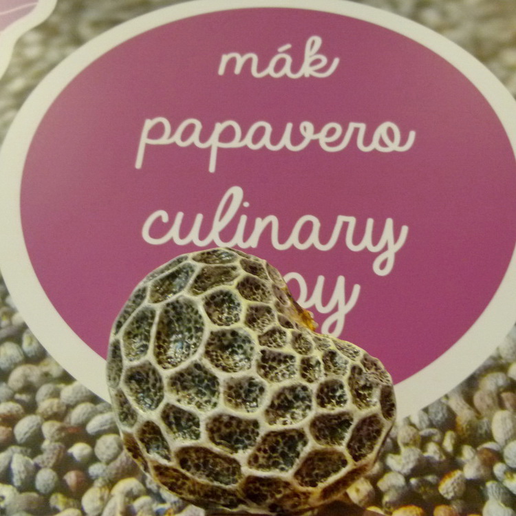 Hogyan néz ki felnagyítva a mákszem?