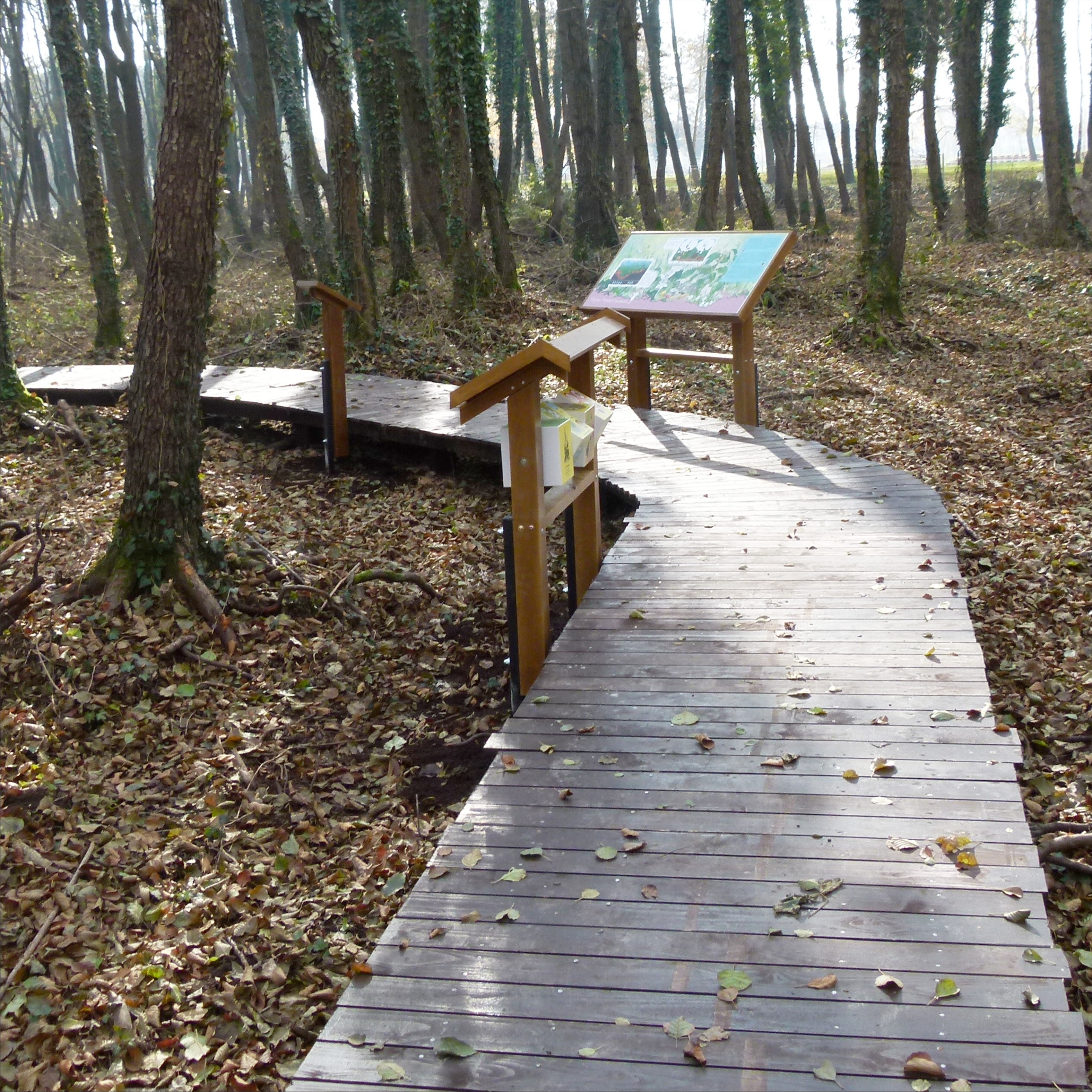 A tanösvény pallósoron kanyarog