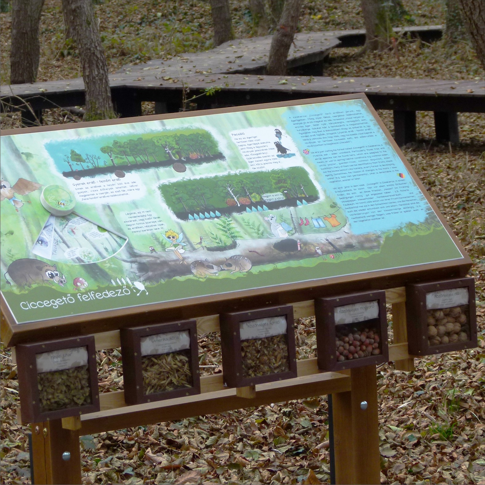 A tanösvénytábla plexibe zárt termések - melyik fának milyen a termése?