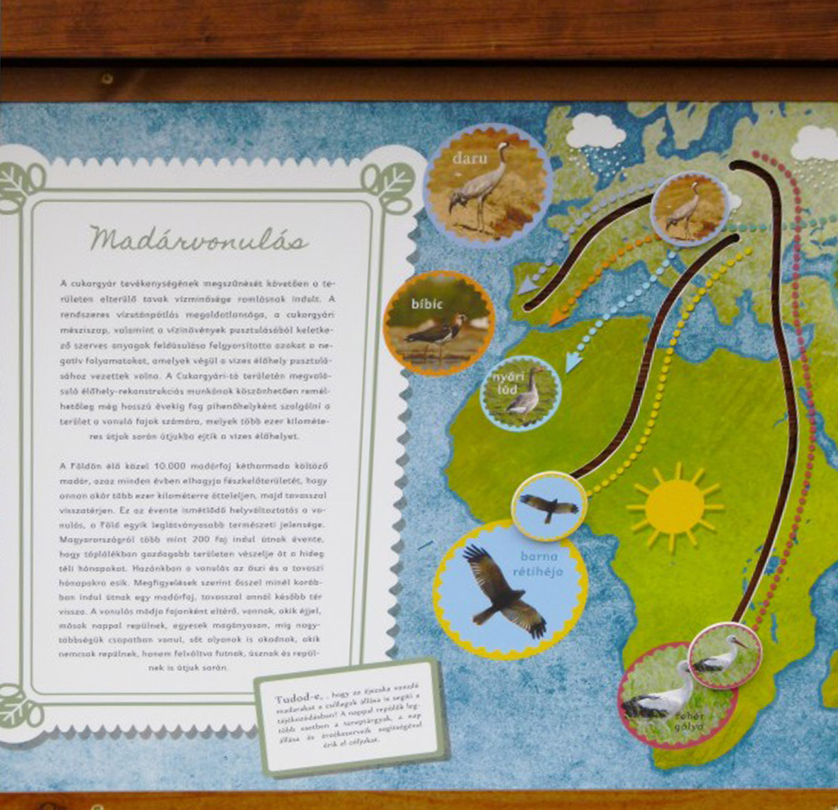 Merre vonulnak a madarak?