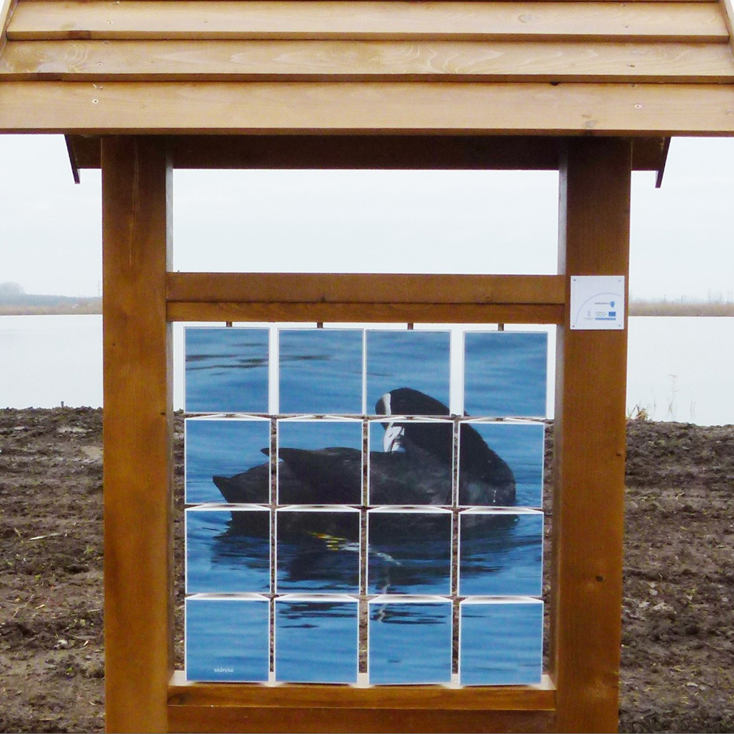 Forgatós kockák a tó madarairól