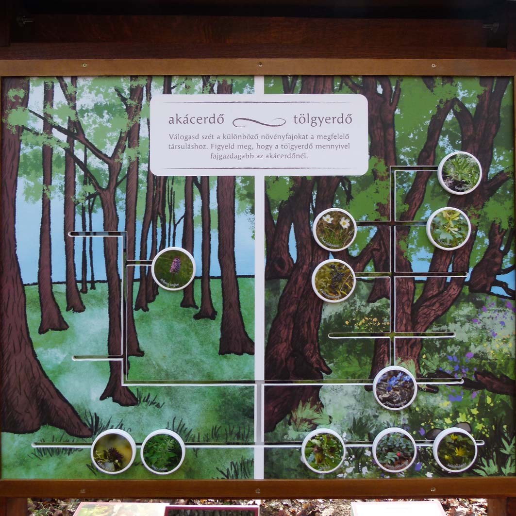 Melyik erdőtípusban él több növény? Az akác- és a tölgyerdő összehasonlítása interaktív elemekkel