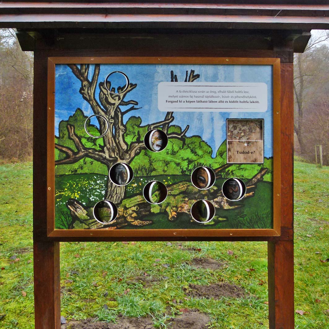 A korhadó fa szerepe az erdő életében