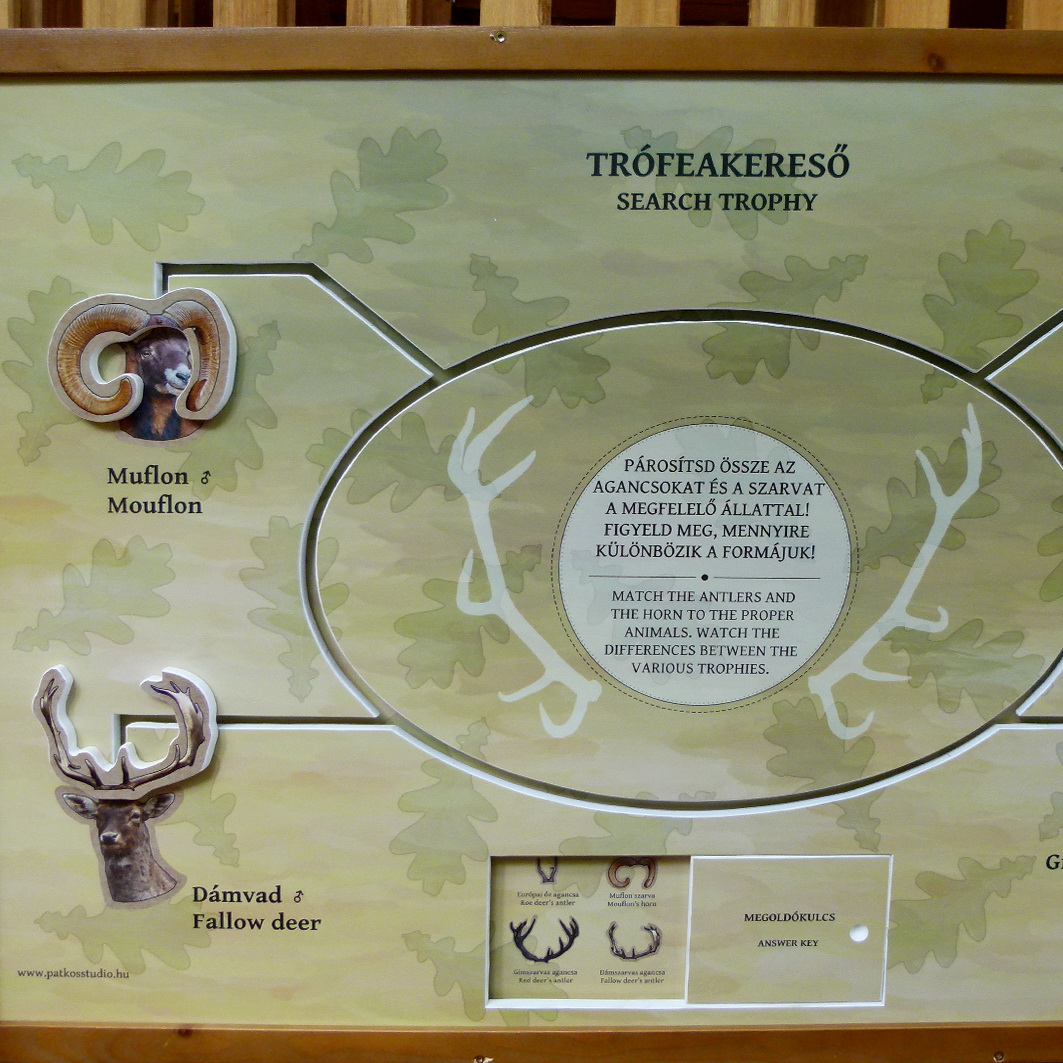 Melyik nagyvadhoz melyik trófea tartozik? párosítós játék