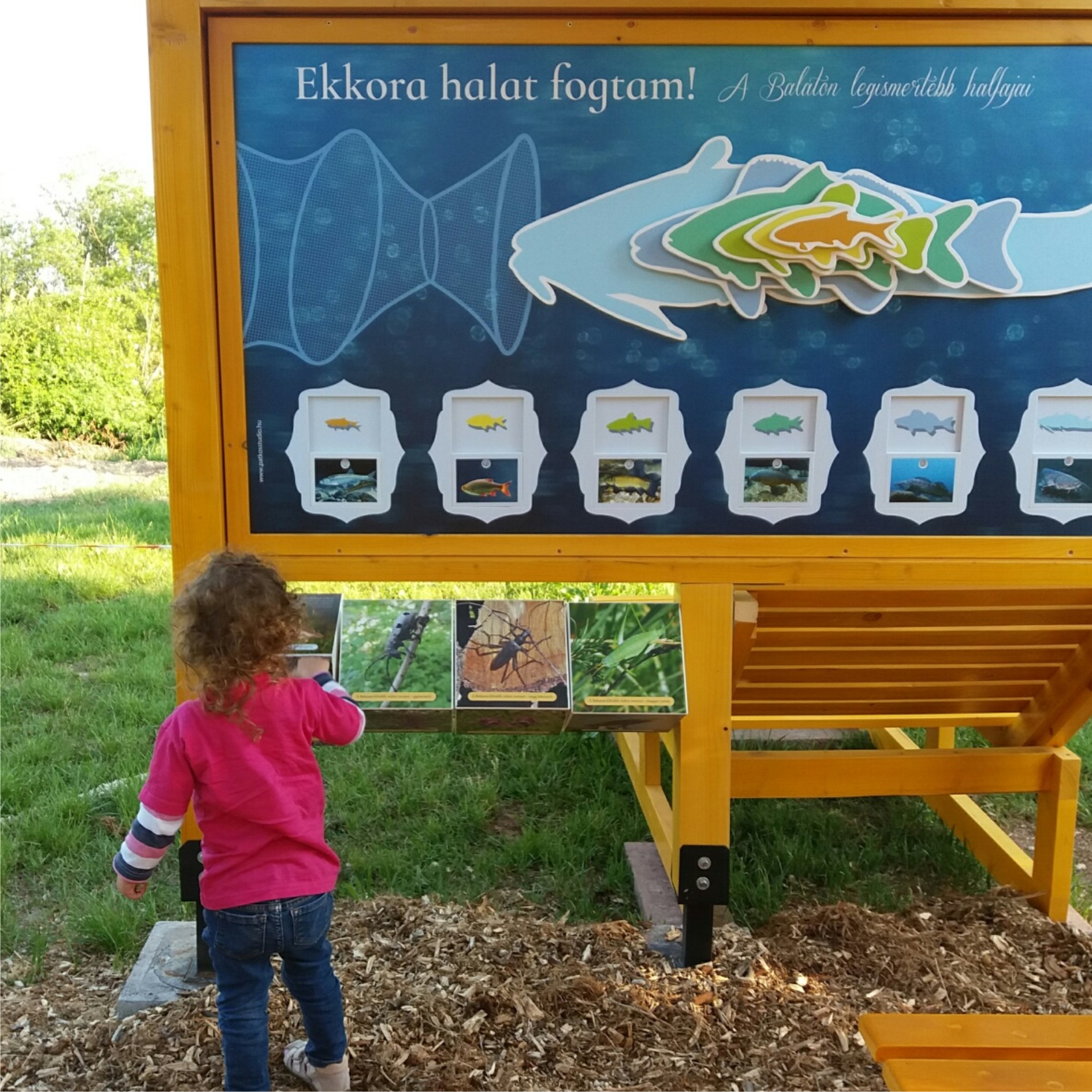 A panorámaforgató a környék védett növényeit és állatait mutatja be.