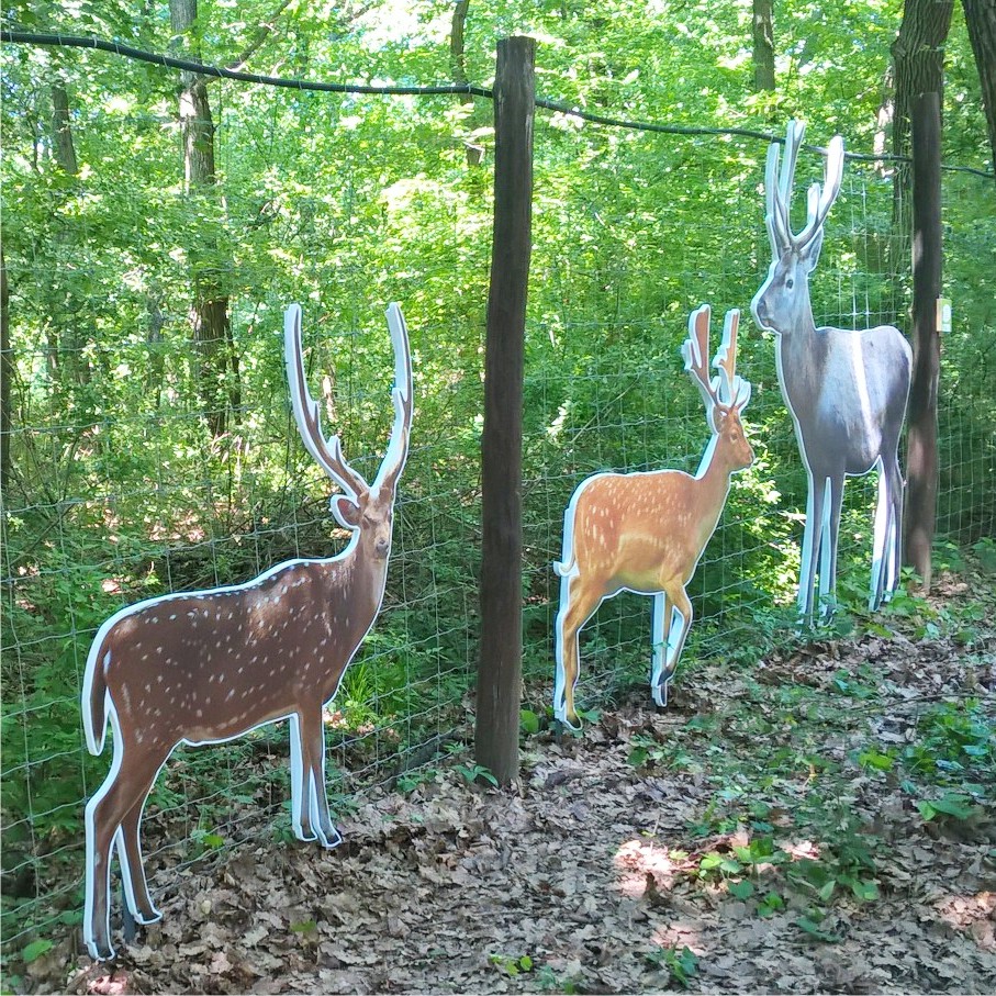Életnagyságú szarvas sziluettek mutatják be az állatokat - ha ők nem szeretnének közel menni a kerítéshez