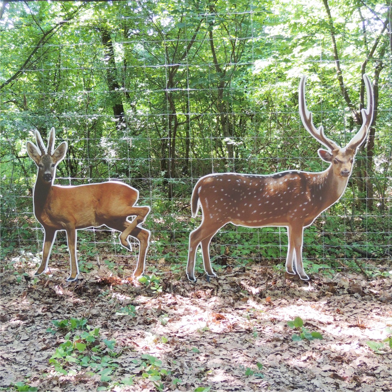 Őz és szikaszarvas életnagyságú sziluettje