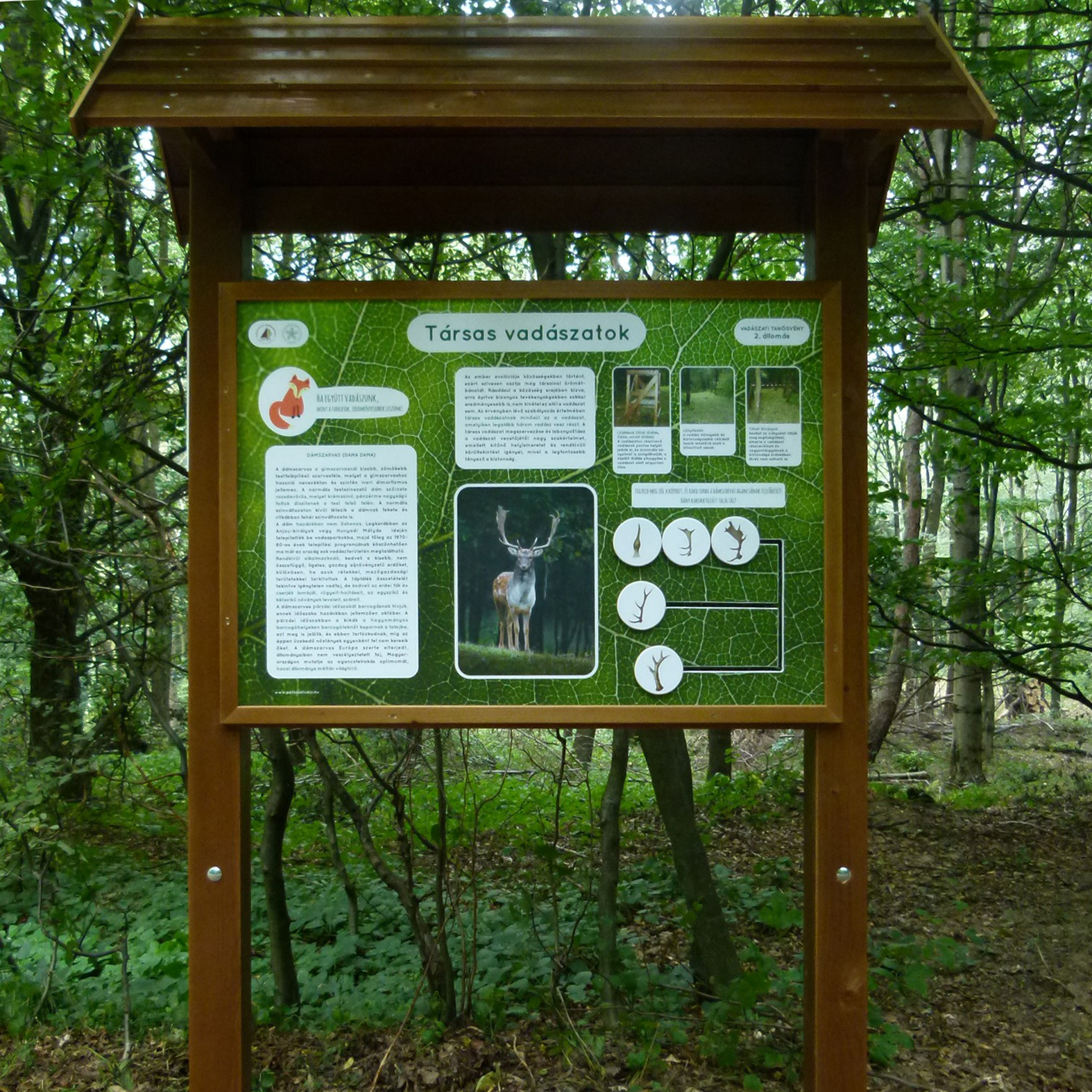 Ismerd meg a dámszarvas agancsának fejlődését! Felismered a kakukktojást is?