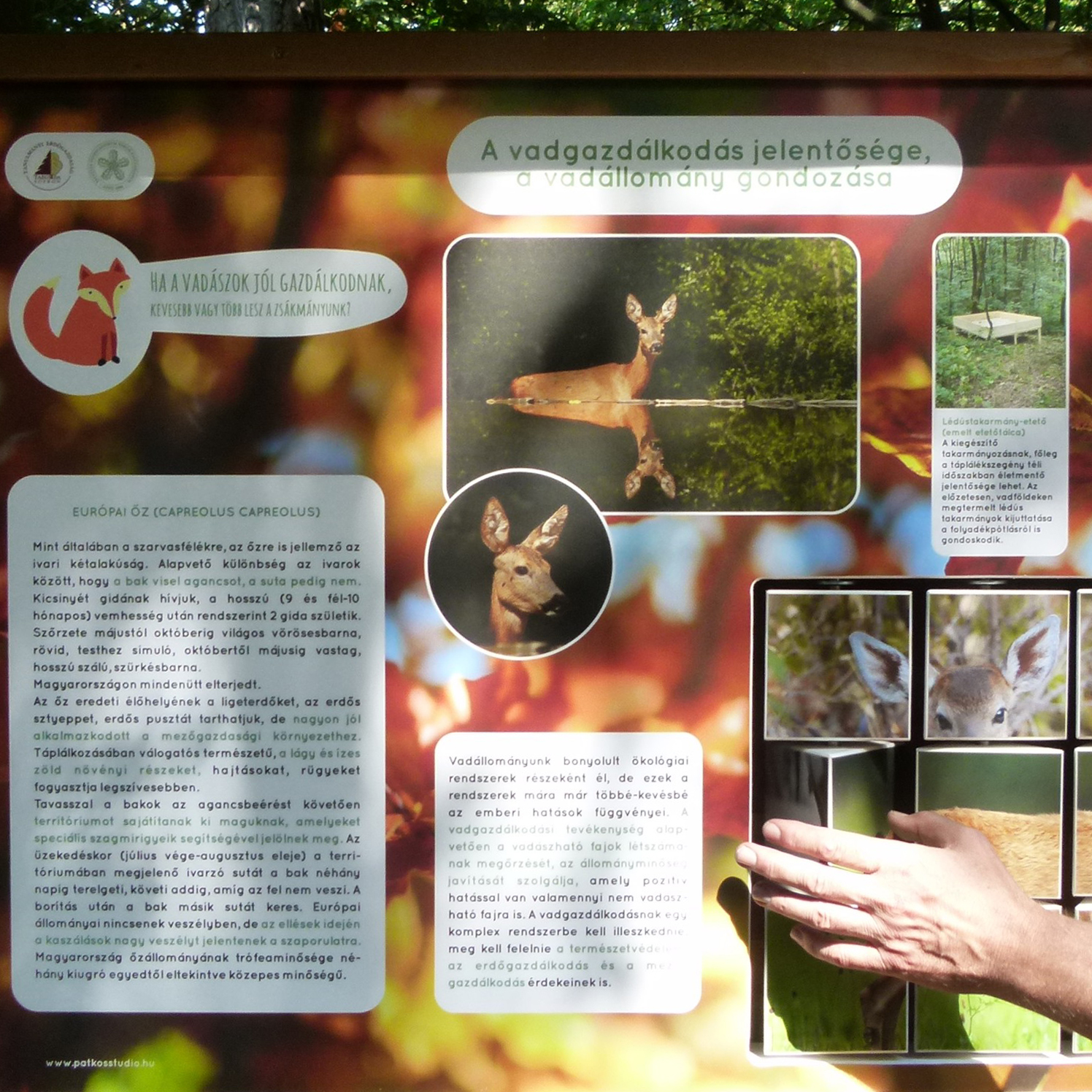 Az őz háromszöghasábokon.