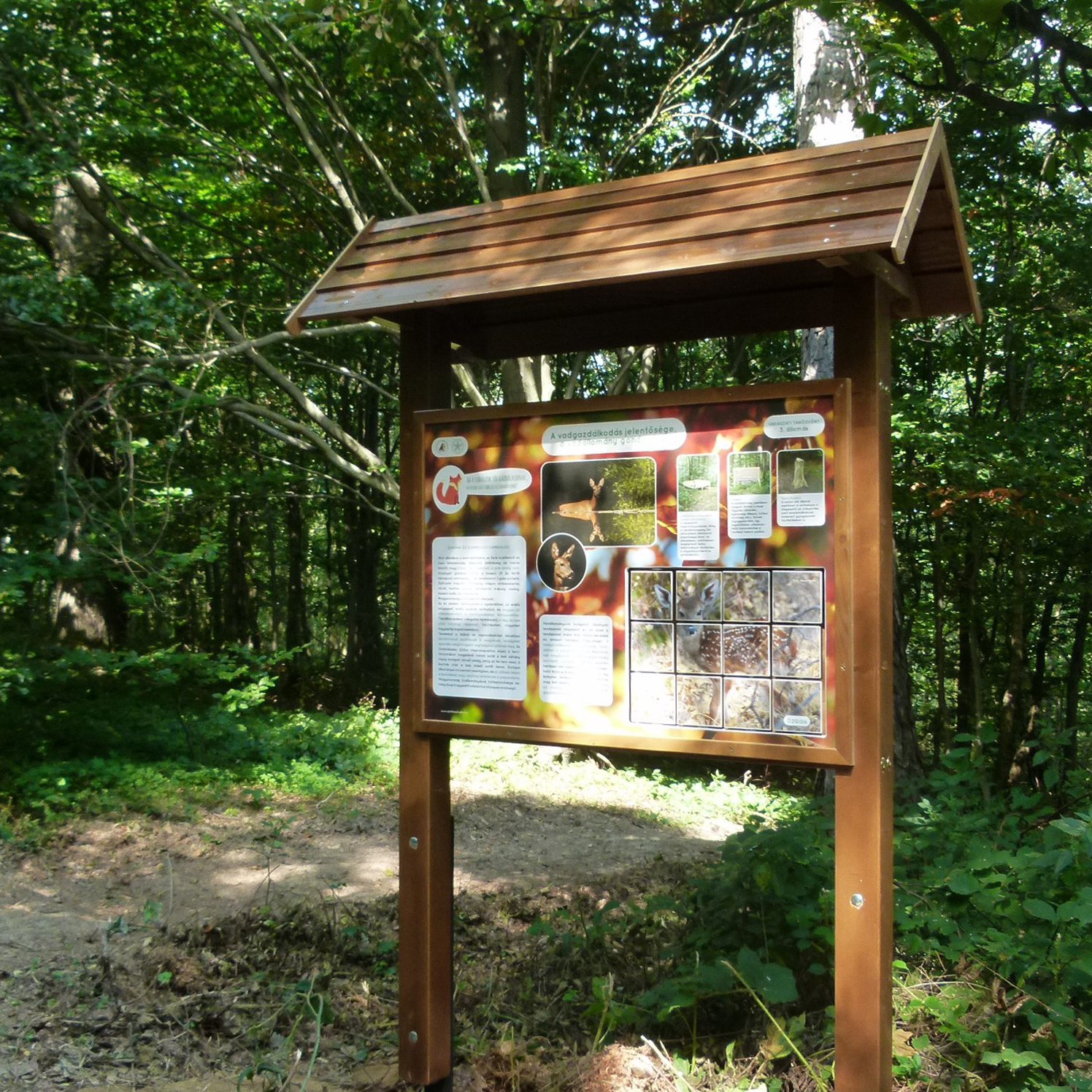 Az őz és a vadgazdálkodás.