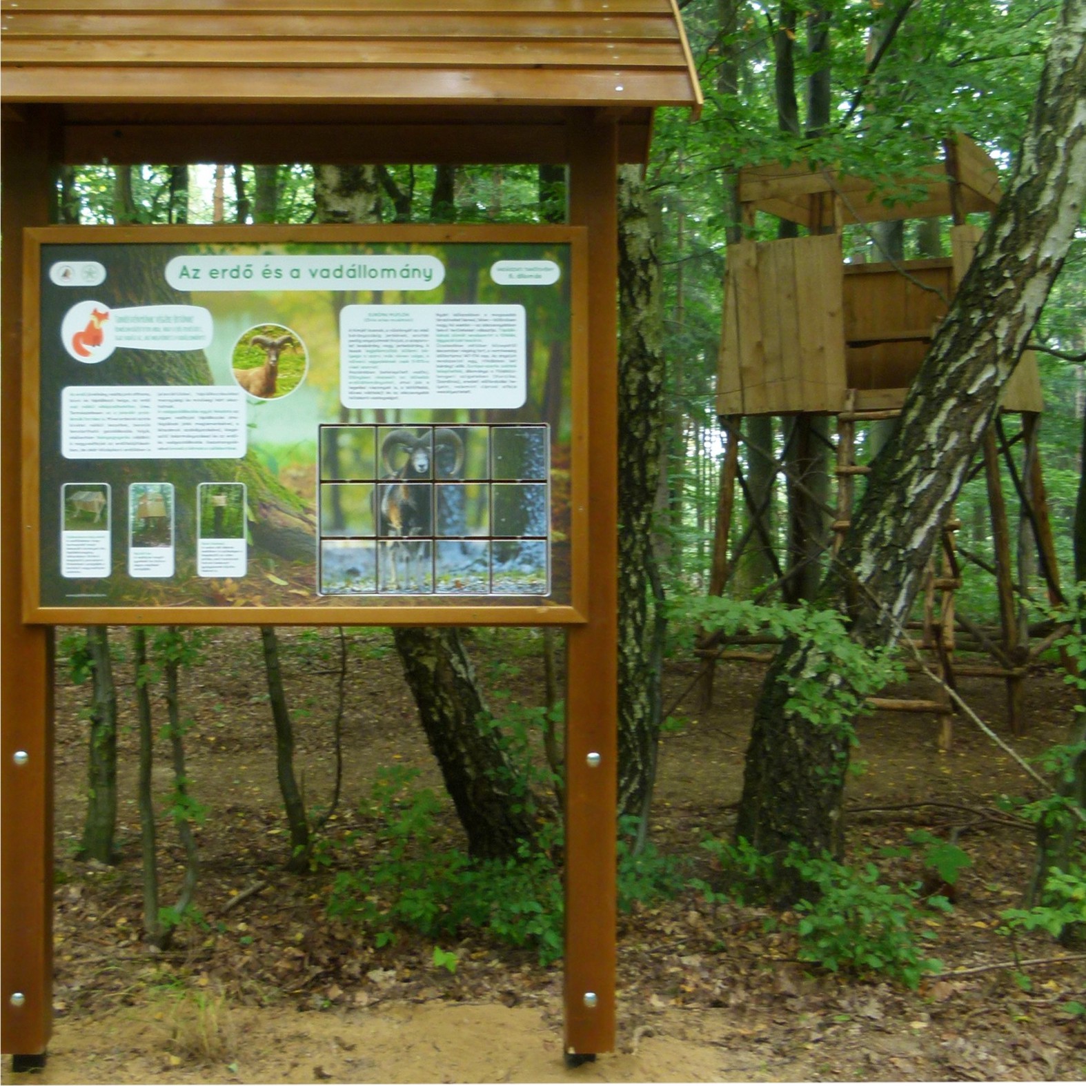 A forgatható lapkák egyik oldalán egy muflon látható, a másikon sok érdekesség a muflonnal kapcsolatban.