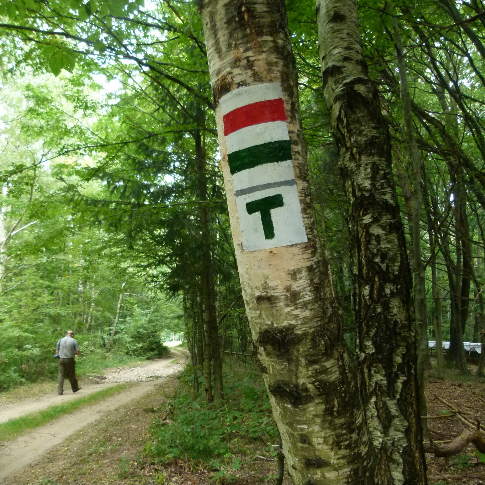 A tanösvény jele a zöld T