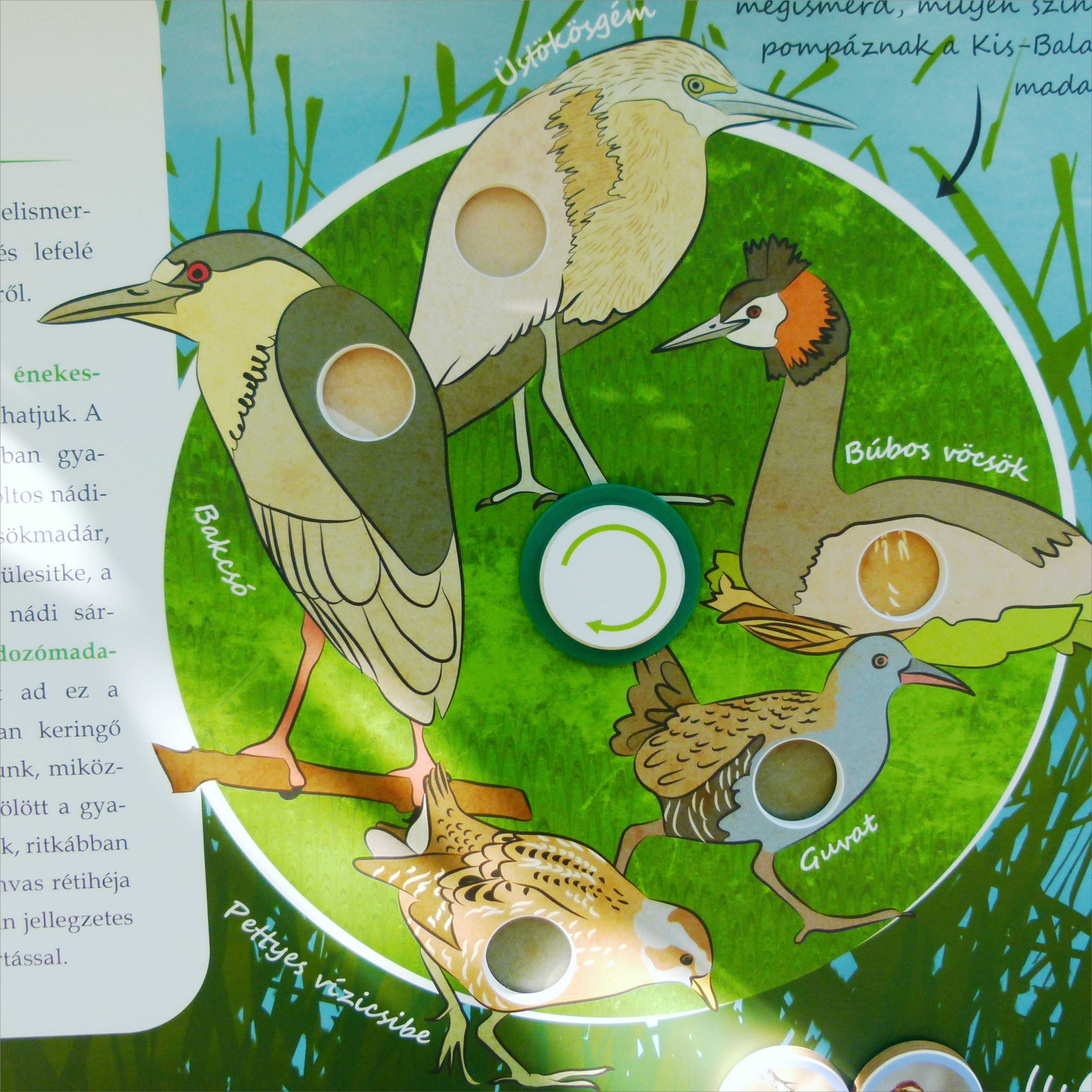 Sok madár - még több árnyalat! Keresd meg, melyik szín illik a madarakhoz.