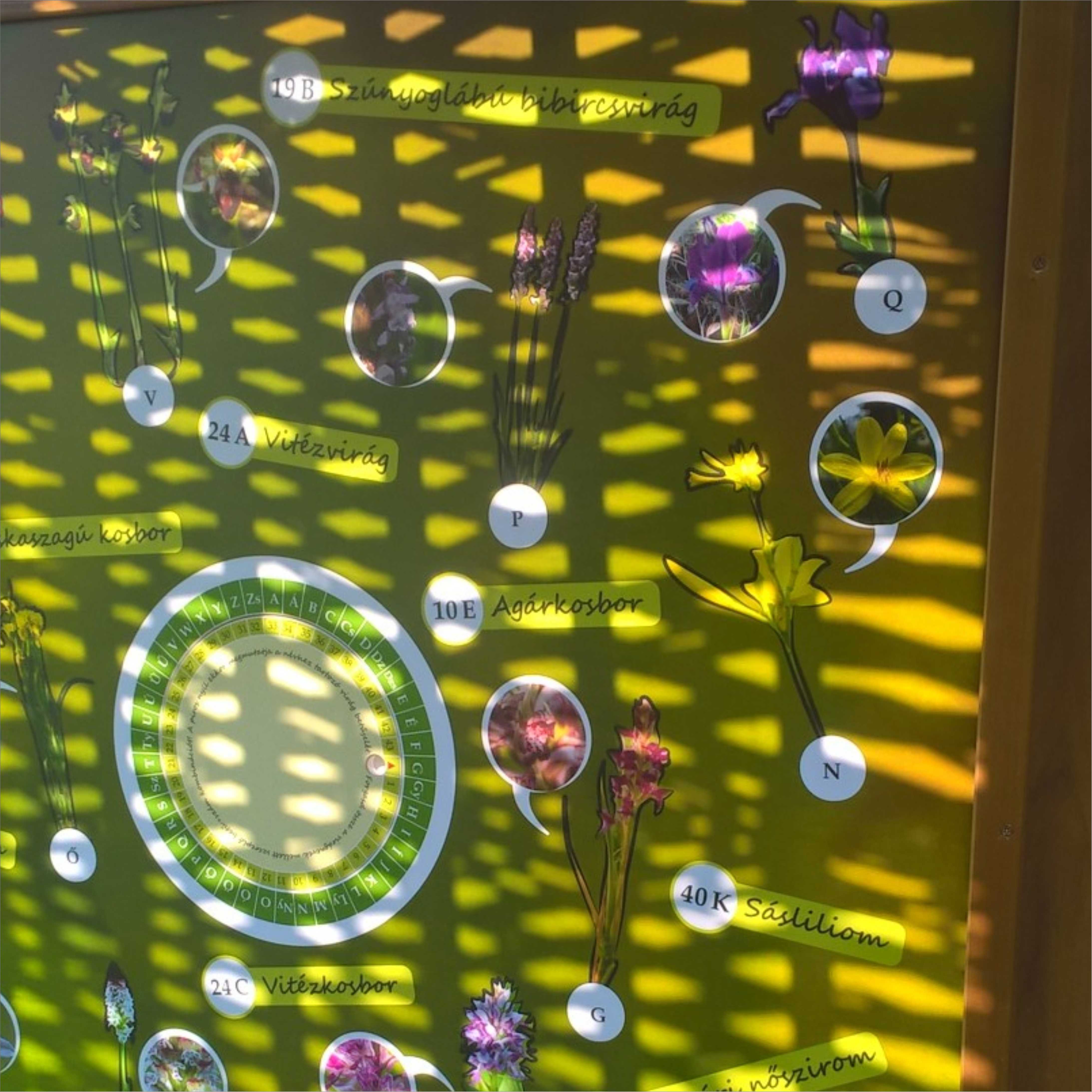 Növénykereső játék