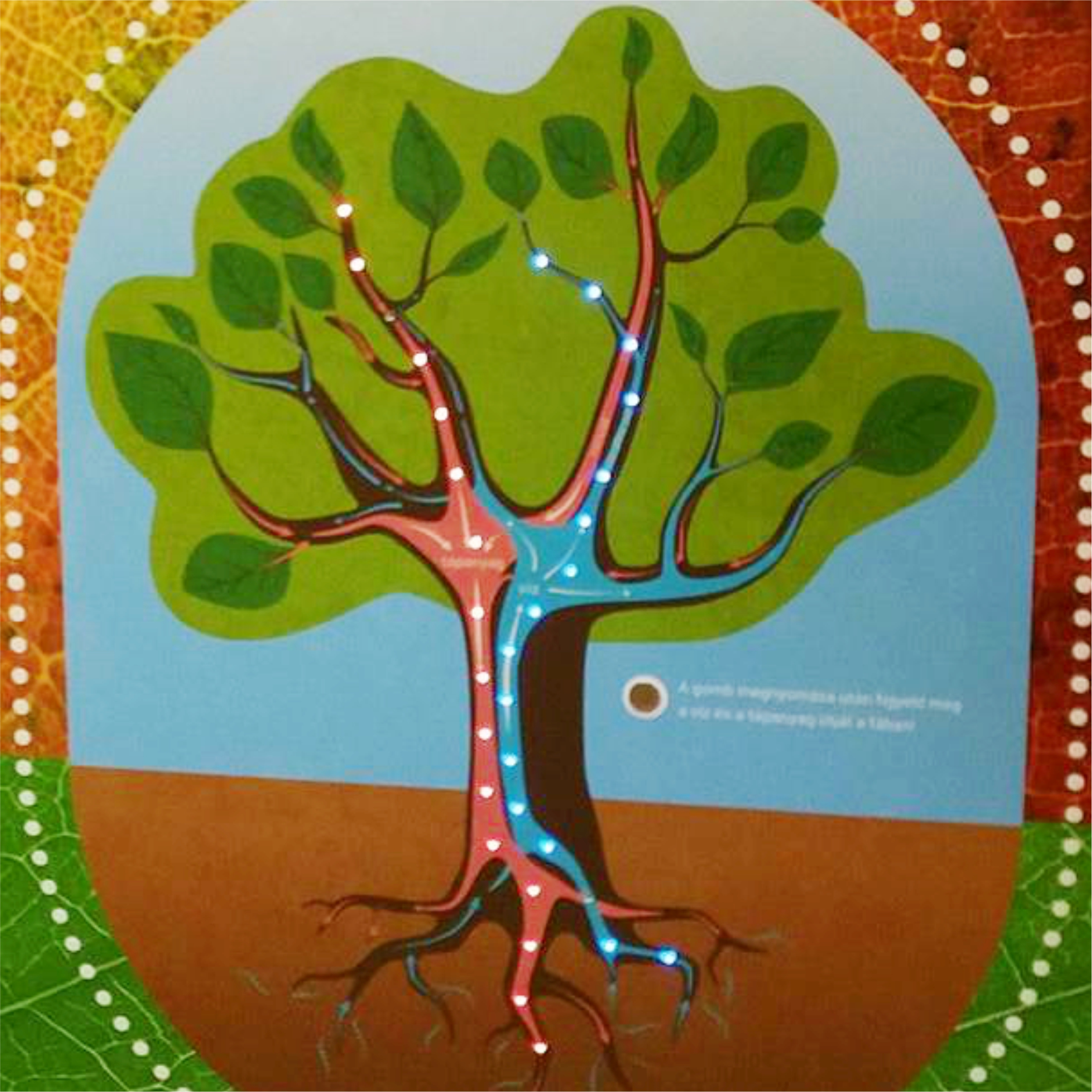 A víz és a tápanyag útja a fákban - ledlámpák segítenek a megértésben