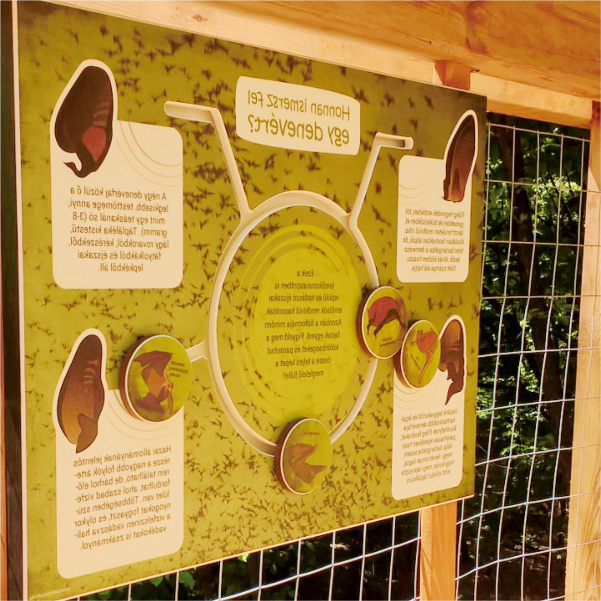 Denevérfülek - ismerd meg a denevérfajokat a fülük alapján!