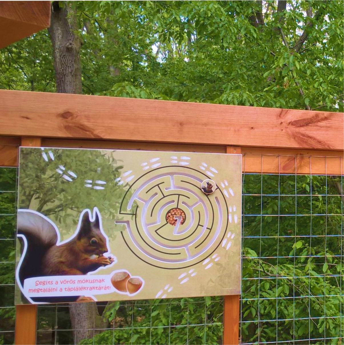 Vezesd a mókust a táplálékához!