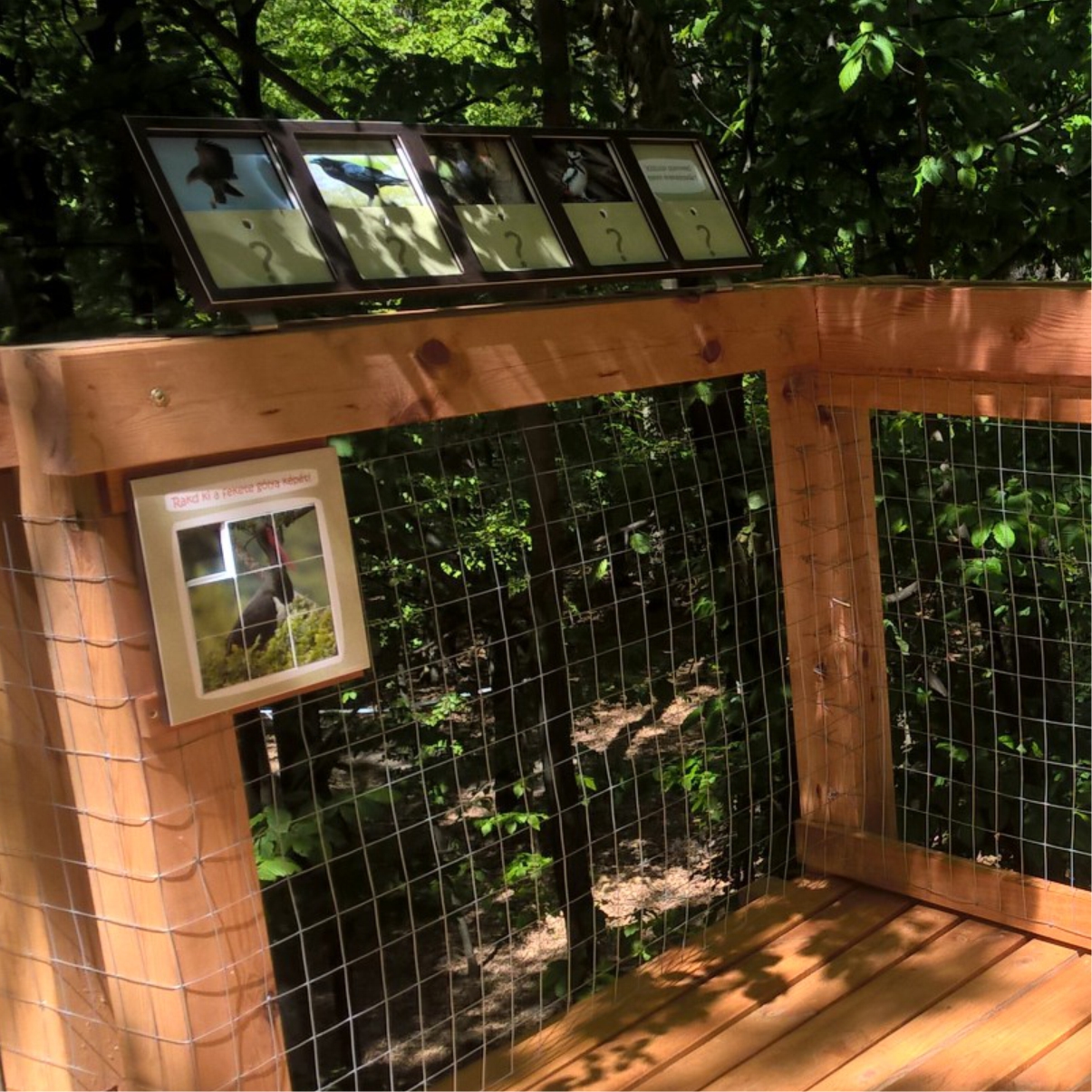 Érdekességek madarakról