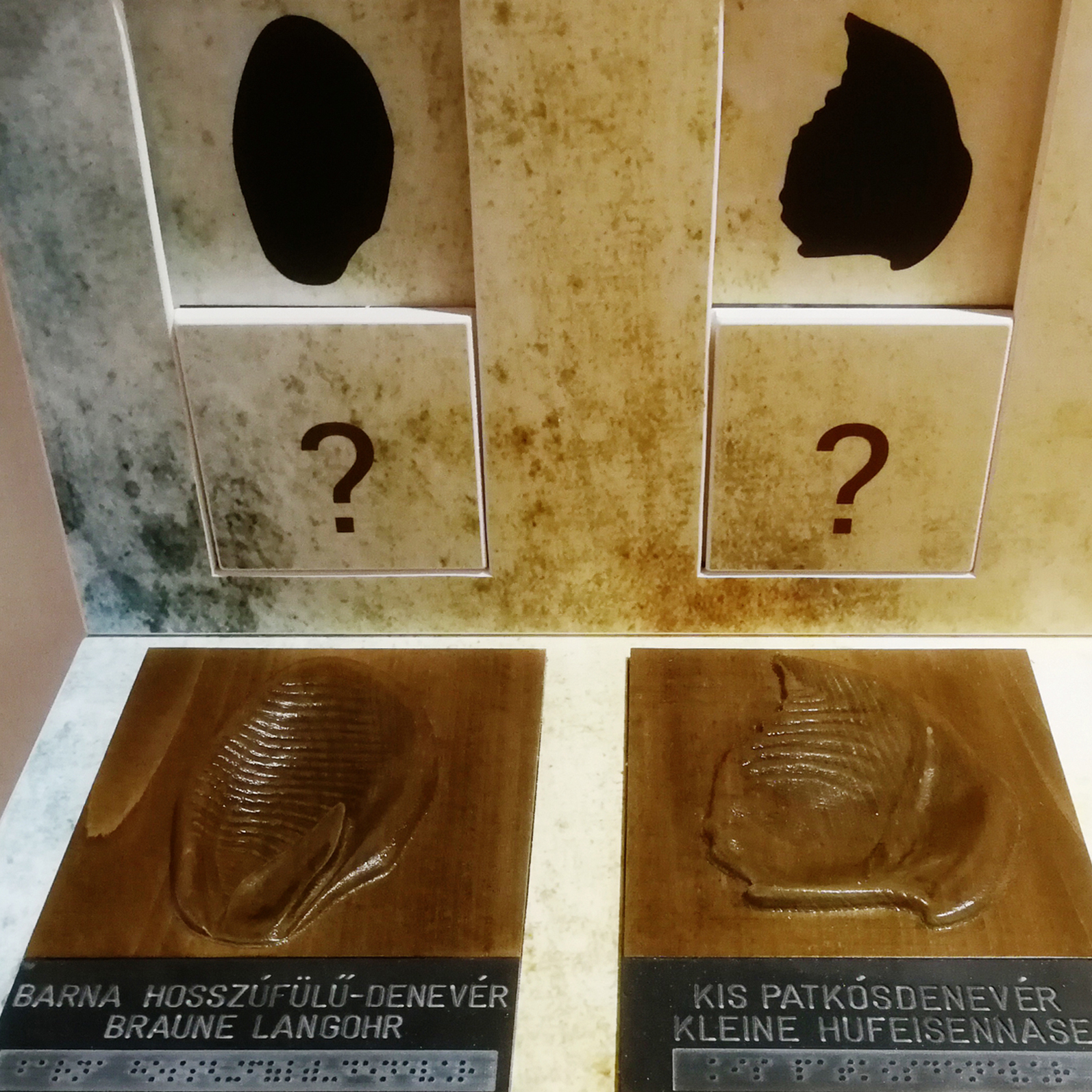 Denevérfül tapogató