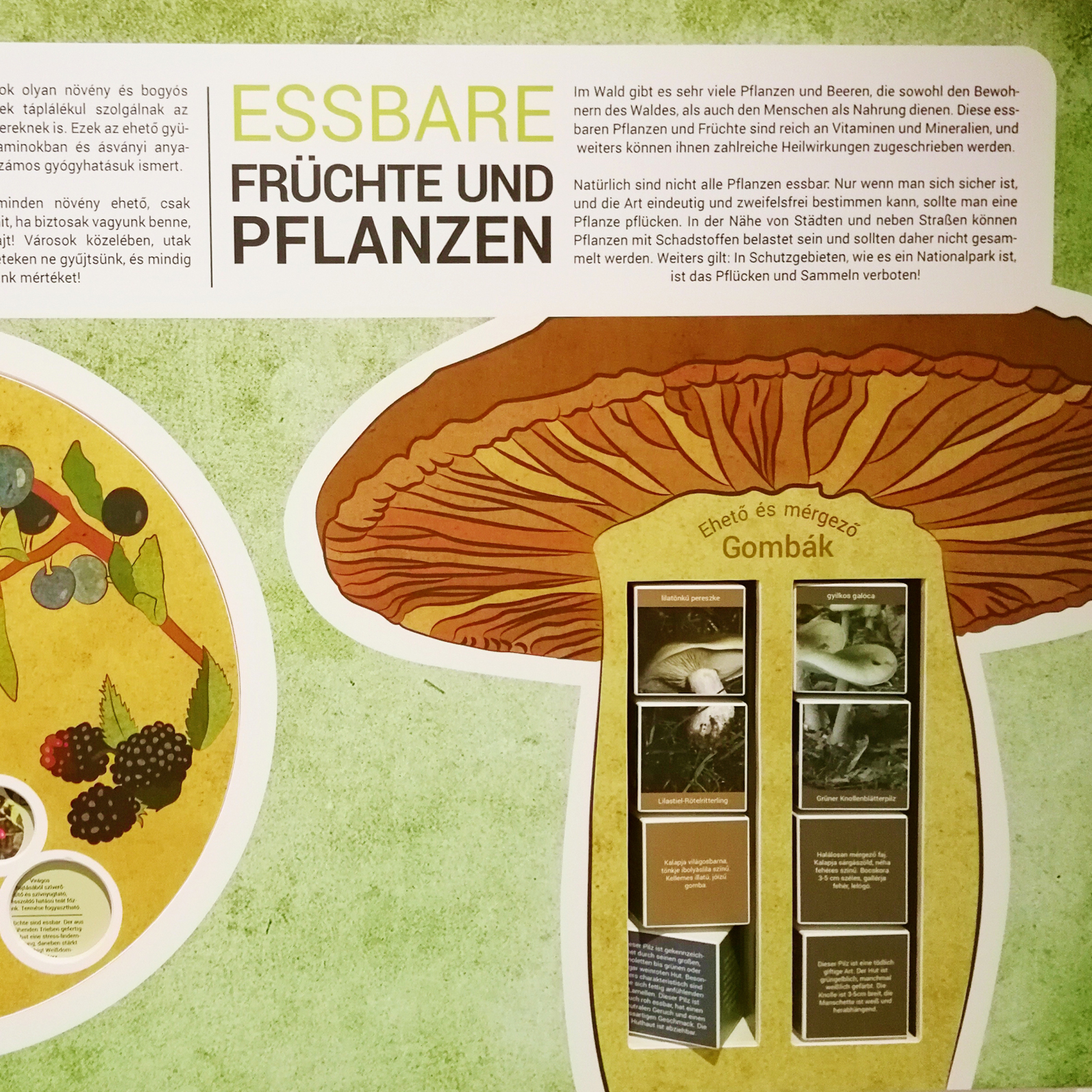 Az erdő kincsei interaktív tábla