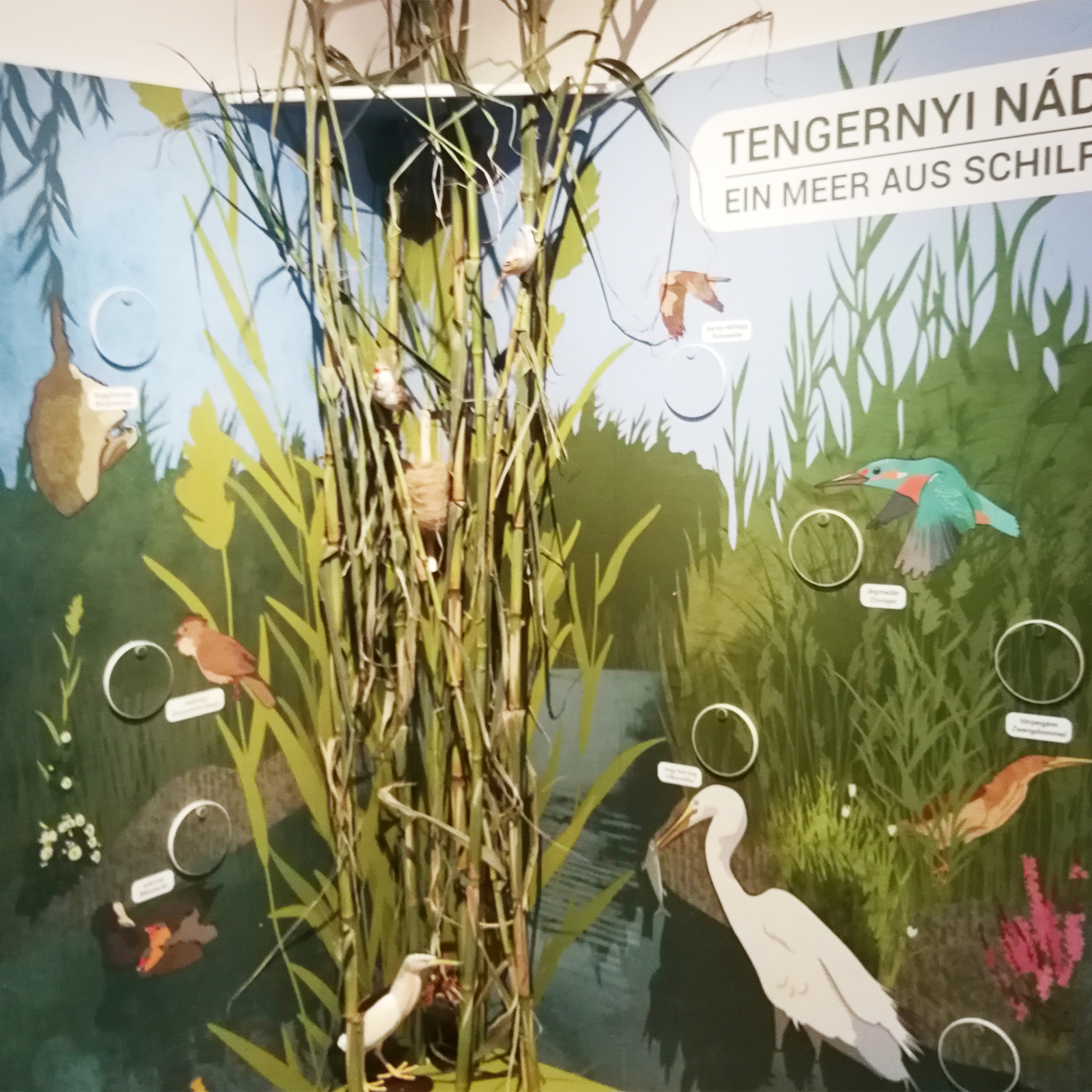 Élet a nádasban: beépített nádak és madárszobrok