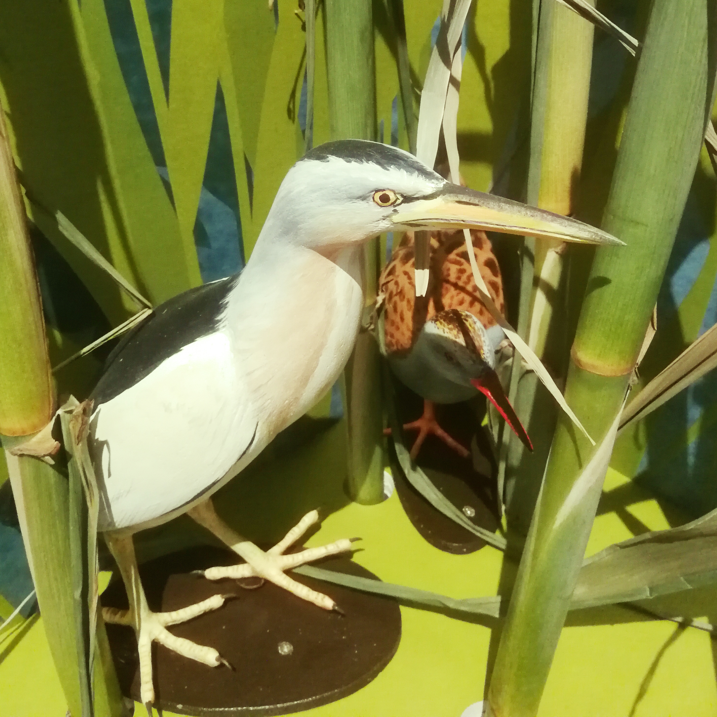 Nádasban elbújt madarak