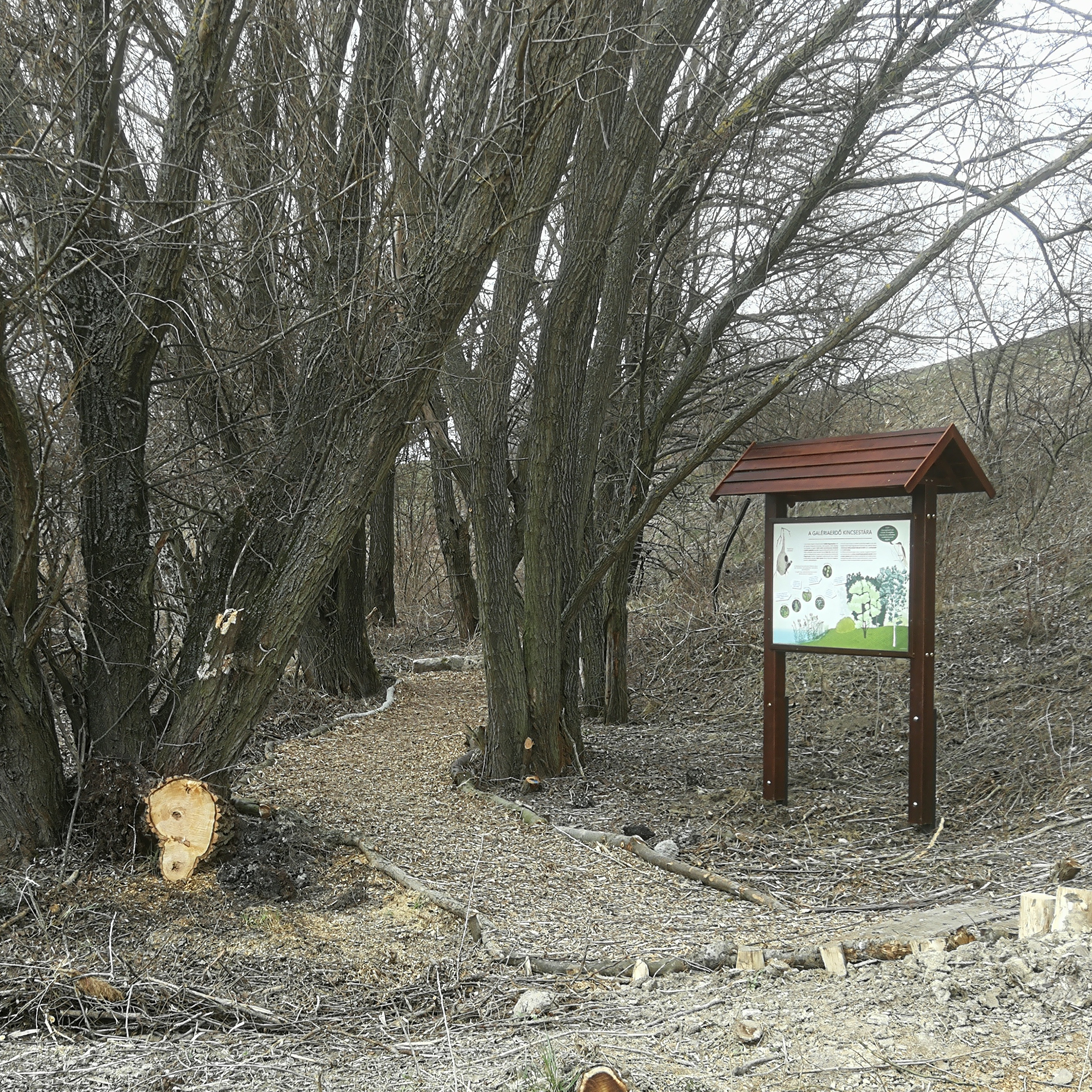 A tanösvény egy kiépített ösvényen kanyarog