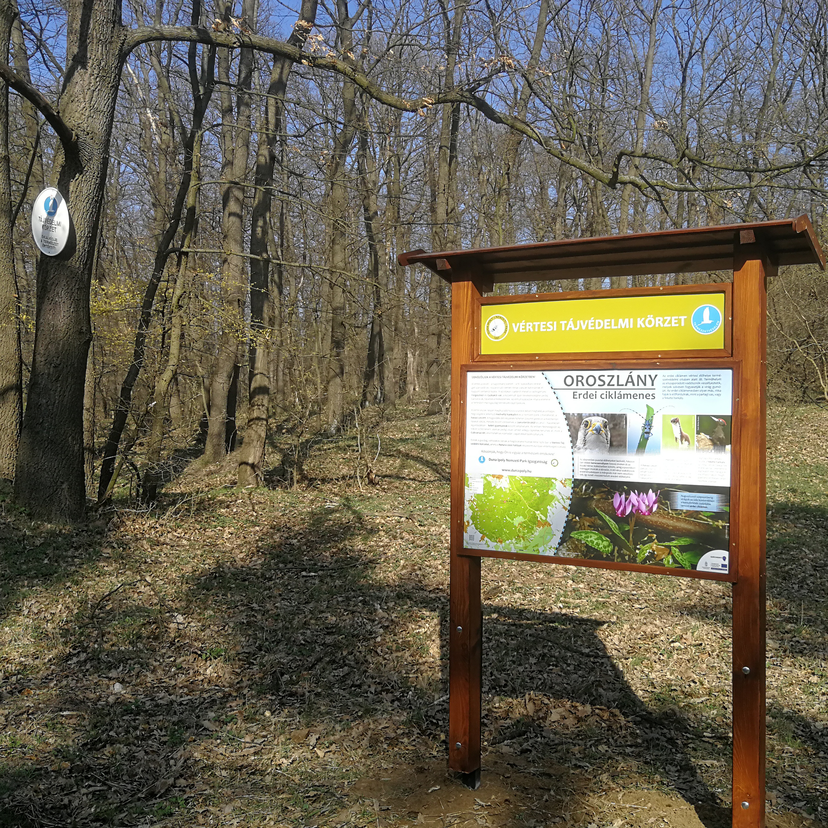 Tanösvénytábla a Vértesben - Oroszlány, erdei ciklámenes