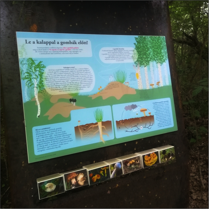 Interaktív információs tábla a gombák életéről