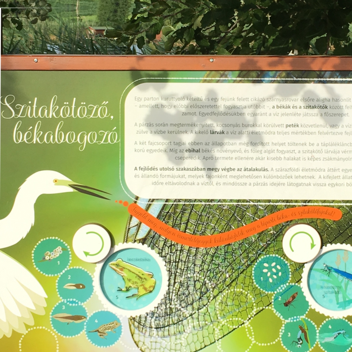 Forgasd a korongokat, és ismerd meg a szitakötőket és a békákat!