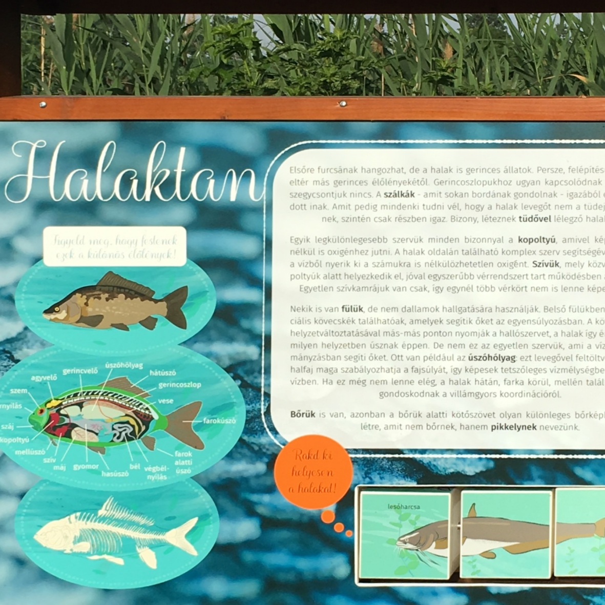 Halak kívül-belül