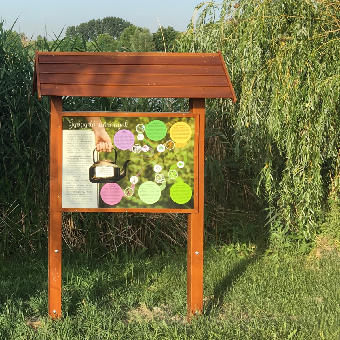 Gyógynövények úton-útfélen