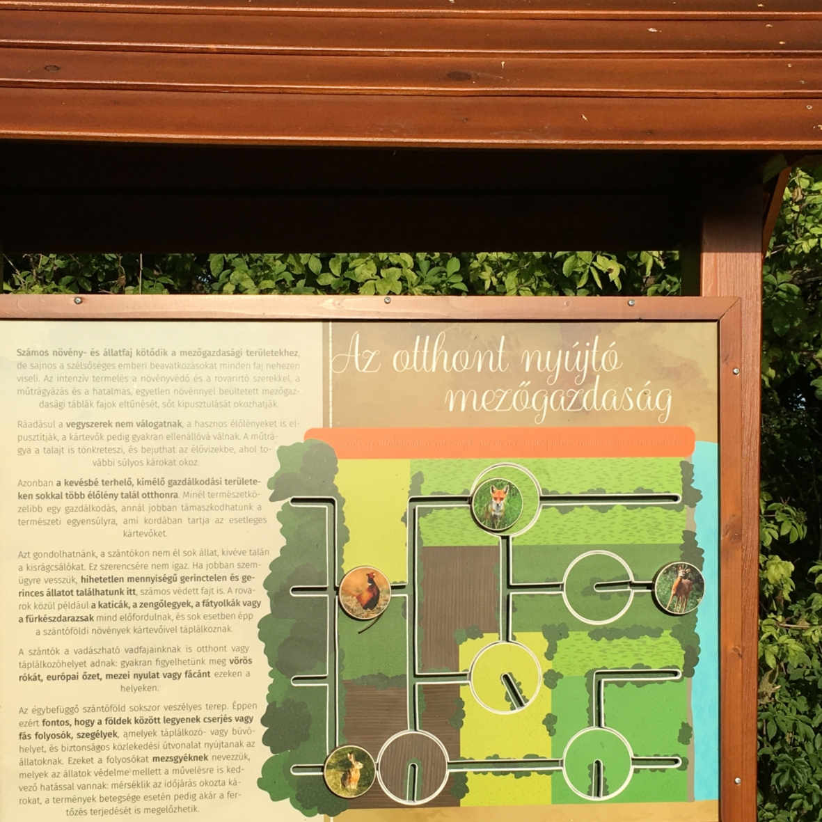 Vezesd az állatokat a biztonságos területre!