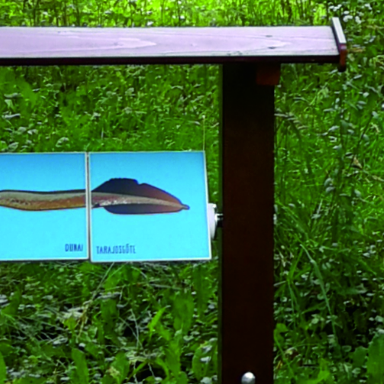 Halforgató - ismerd meg a Mura halait - 2