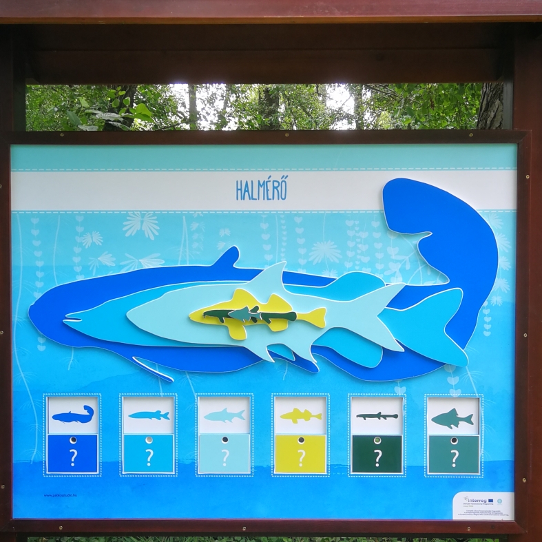 Halmérő - tudod, mekkorák az egyes halfajok?