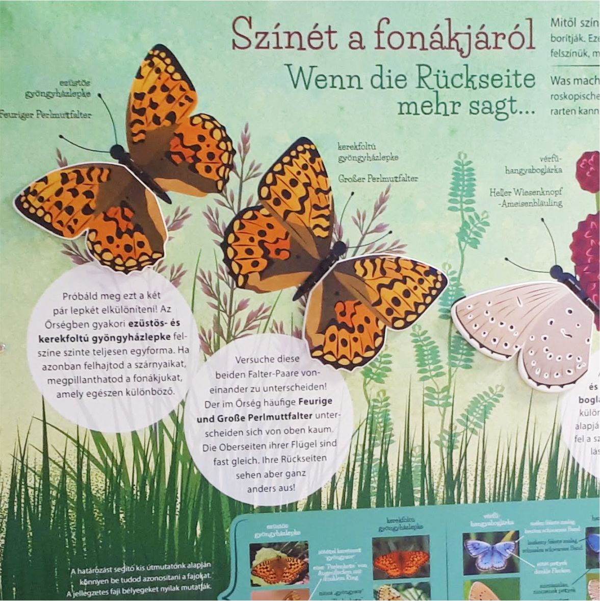 A lepkék határozása nem mindig egyszerű, az interaktív tablón megtudhatjuk, miért