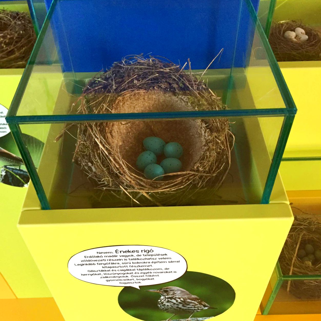 Énekes rigó fészke és tojásai (a tojások makettek)