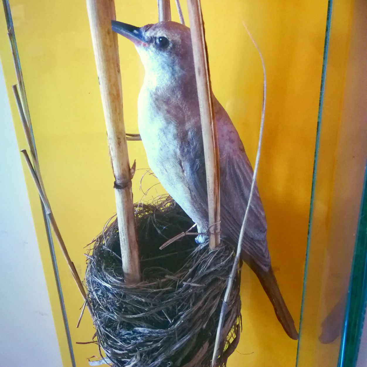 Nádirigó fészek és makett