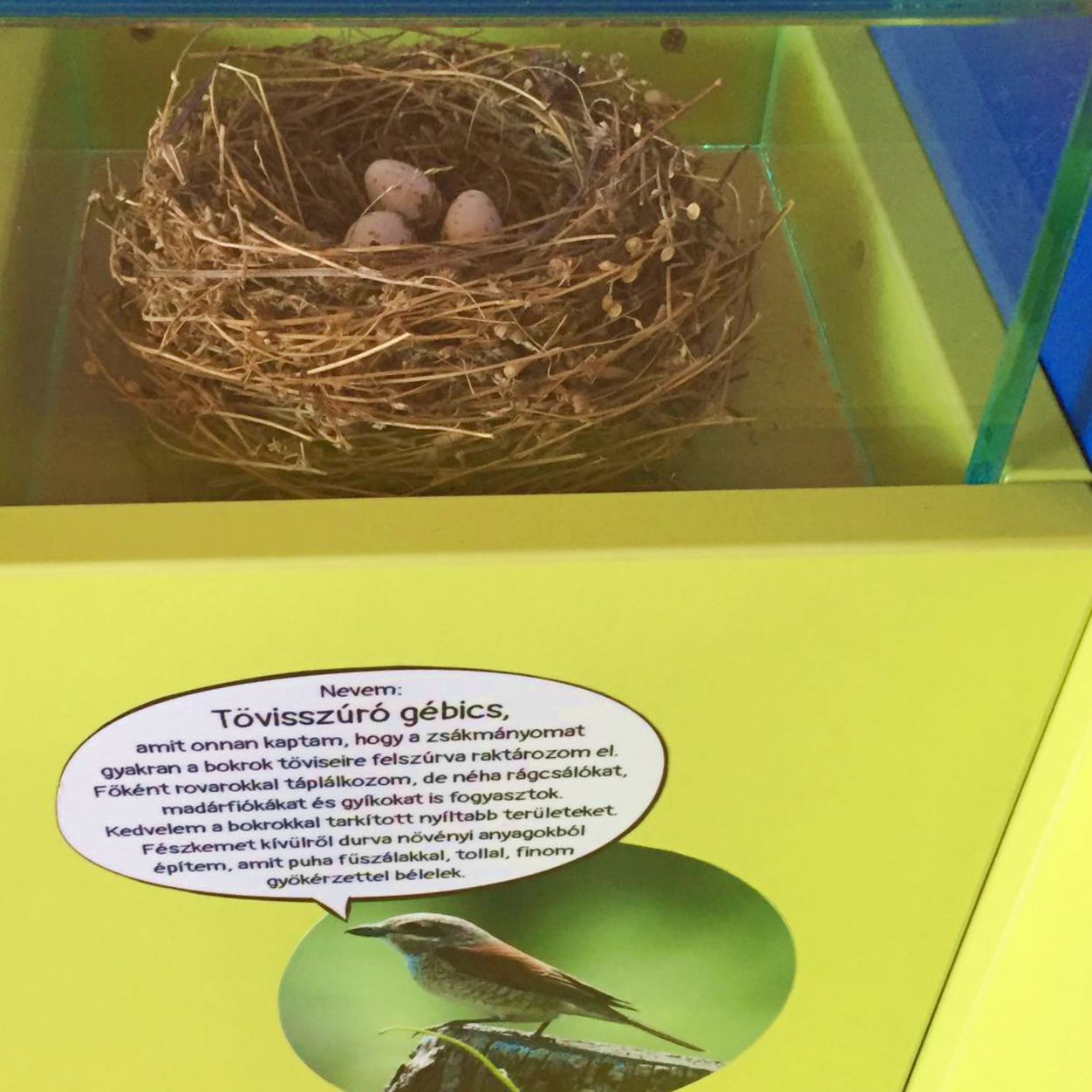 Tövisszúró gébics fészke és tojásai (a tojások makettek)